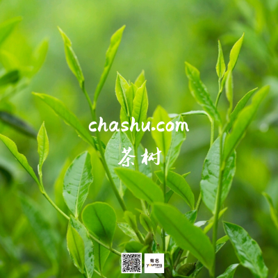 chashu.com